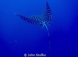 Spotted Eagle Ray trying to get away. by John Stofko 